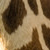 50x50 portion of a girafe neck